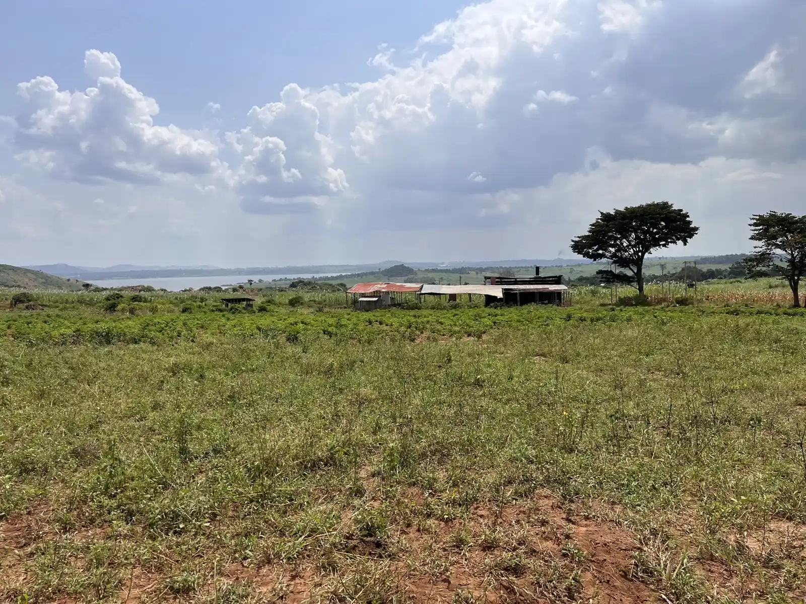 Pasture above Lake Victoria, East Africa